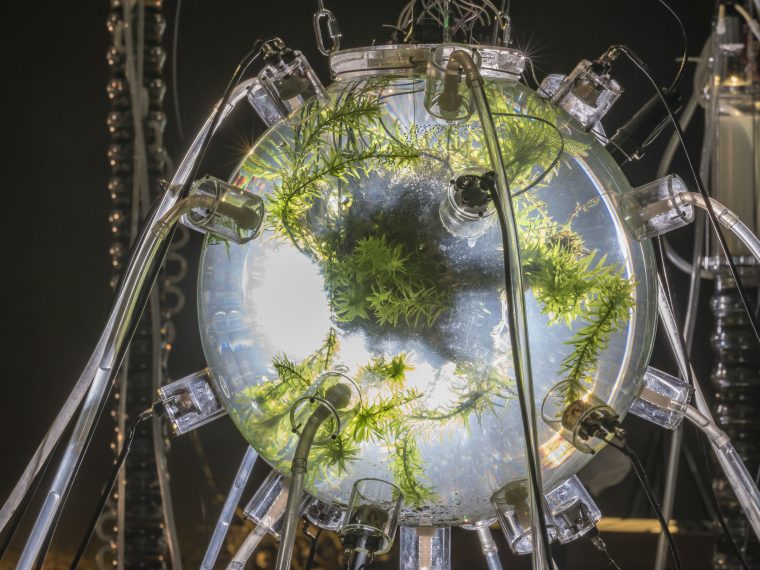 Gilberto Esparza, Plantas autofotosinthéticas [Autophotosynthetic Plants], 2013–14 (detail). Polycarbonate, silicon, stainless steel, graphite, electronic circuits, local wastewater, natural pond water with microalgae and microorganisms, plants, shrimp, fish, sound, 157 × 157 in. Courtesy the artist. Photo: Axel Heise